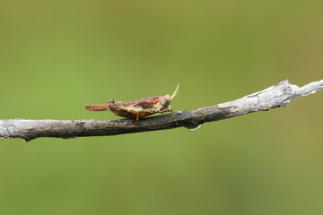 A Slender Groundhopper (Tetrix subulata) perched on a twig.