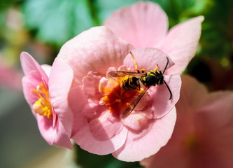 Bee on a blossom