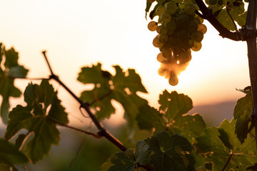 beautiful wine garden with grape and vine in a wonderful sunset