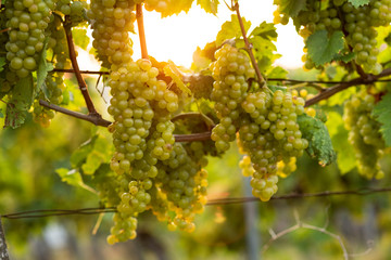 beautiful wine garden with grape and vine in a wonderful sunset
