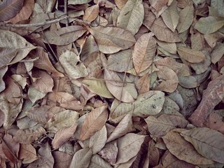 Colorful autumn fallen causing dry leaves forest in for background