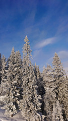 Snow covered trees in Idre, Sweden a cold winter morning with blue sky and clouds. 