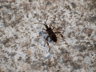 La punaise américaine du pin (Leptoglossus occidentalis) vue de profil, une espèce invasive en Europe, ici photographiée en Allemagne du sud
