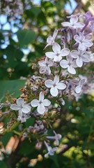 lilac flower