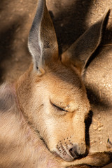 Kangaroo Joey