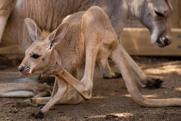 Kangaroo Joey