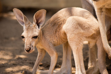 Kangaroo Joey