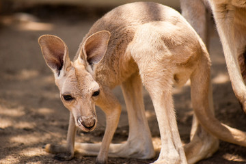 Kangaroo Joey