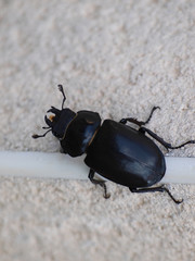 Femelle lucane cerf-volant ou grande biche, un gros scarabée brun-noir (Lucanus cervus)