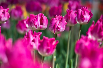 Obraz premium Tulips in garden in sunny day. Spring flowers. Gardening.