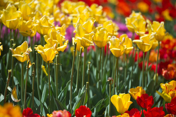 Tulips in garden in sunny day. Spring flowers. Gardening.