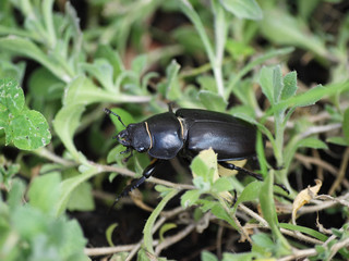 Femelle lucane cerf-volant ou grande biche, un gros scarabée brun-noir (Lucanus cervus)v