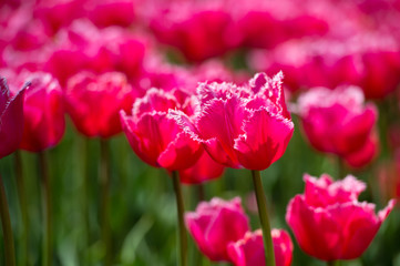 Tulips in garden in sunny day. Spring flowers. Gardening.