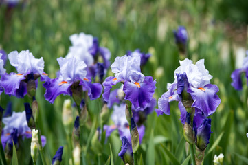 Colorful irises in the garden, perennial garden. Gardening. Bearded iris. 