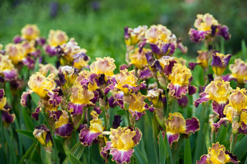 Colorful irises in the garden, perennial garden. Gardening. Bearded iris. 