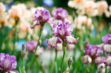 Fototapeta premium Colorful irises in the garden, perennial garden. Gardening. Bearded iris. 