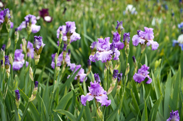 Obraz premium Colorful irises in the garden, perennial garden. Gardening. Bearded iris. 