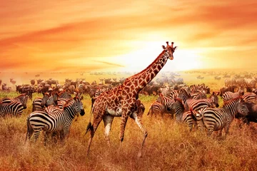 Foto op Plexiglas Wilde Afrikaanse zebra& 39 s en giraf in de Afrikaanse savanne. Serengeti Nationaal Park. Dieren in het wild van Tanzania. Artistiek beeld. © delbars