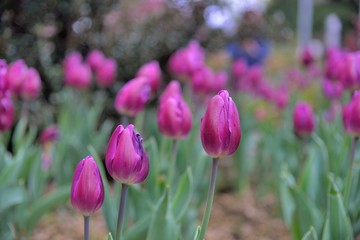 Tulip blooms on the background of the winter, in Taiwan.