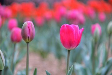 Obraz premium Tulip blooms on the background of the winter, in Taiwan.