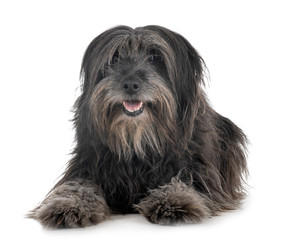 adult pyrenean shepherd