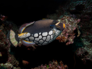 Obraz premium Clown Triggerfish