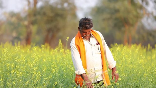 Indian farmer at black mustard  field 