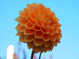 dahlia flower close up