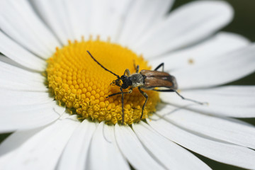 insect