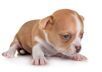 puppy chihuahua in studio