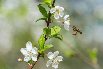 insect