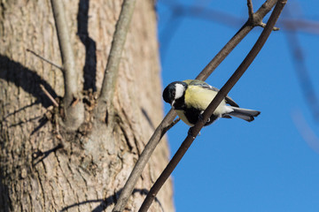 european tit sitting on a tree branch. titmouse in the forest