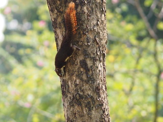 Fototapeta premium Squirrel climbs on the trunk tree background