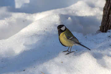 european tit on bright spring snow