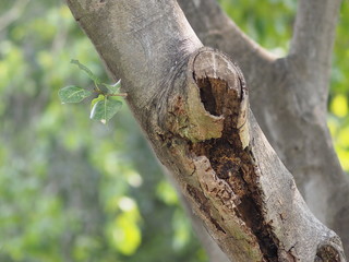 Fototapeta premium texture surface big tree in the park Rough skin bark