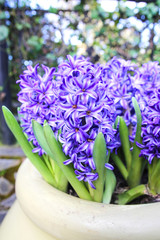 Colorful Tulips in Garden