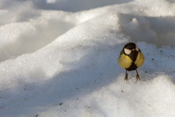 big tit sits on spring snow in search of food