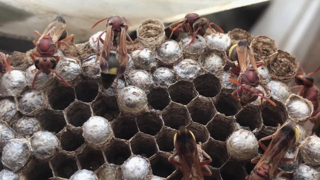 Thai hornet or wasp on nest or hive on window. Wasp is insect that is neither a bee nor an ant. 
