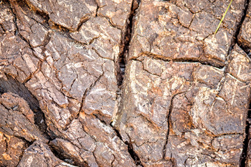 bark of a tree with cracks