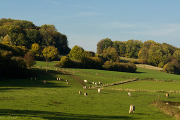 Fototapeta na wymiar Landscape with Cattle
