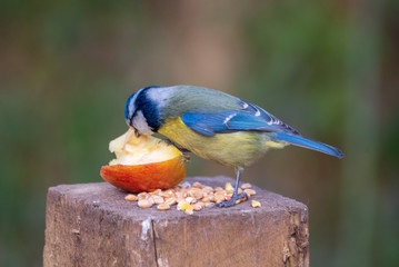 Blue Tit