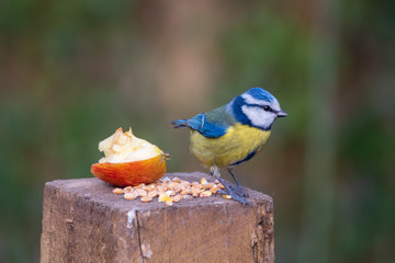 Blue Tit