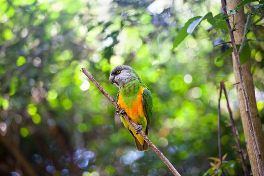 Senegal parrot or Poicephalus senegalus sitting on green tree background close up, yellow ang green color parakeet perched on branch in forest, Birds of eden aviary park, Western Cape, South Africa