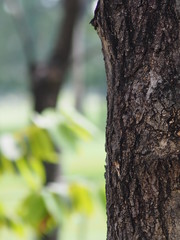 Obraz premium texture surface big tree in the park Rough skin bark