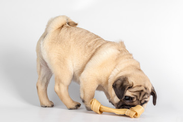 Obraz premium Pug dog isolated on a white background