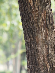 texture surface big  tree in the park Rough skin bark