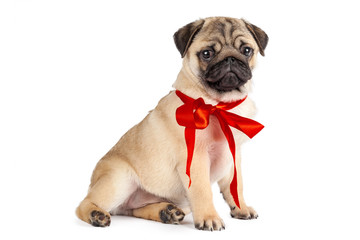 Obraz premium Pug dog isolated on a white background