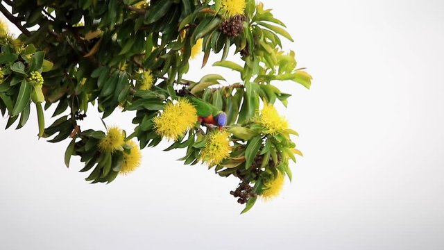 Rainbow lorikeet and the flowers of the golden penda tree (Xanthostemon chrysanthus) white background