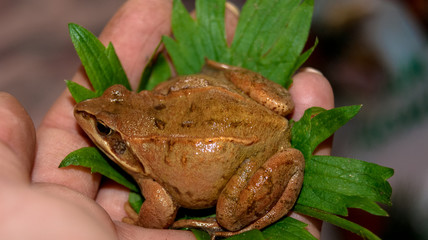 Beautiful brown frog on a leaf in hand in summer
