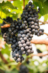 grapes  on tree
